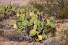 Prickly pear cactus with lots of fruit. Sonoran Desert. Art Print